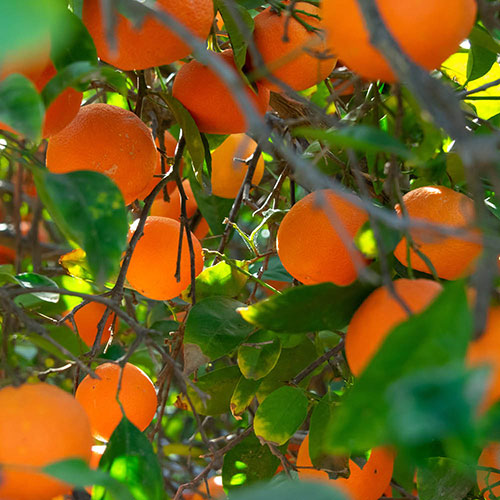 Citrus Blood Orange Fruit Tree Gift Wrapped Citrus Blood Orange Fruit Tree Gift Wrapped