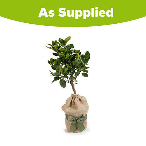 Citrus Blood Orange Fruit Tree Gift Wrapped Citrus Blood Orange Fruit Tree Gift Wrapped