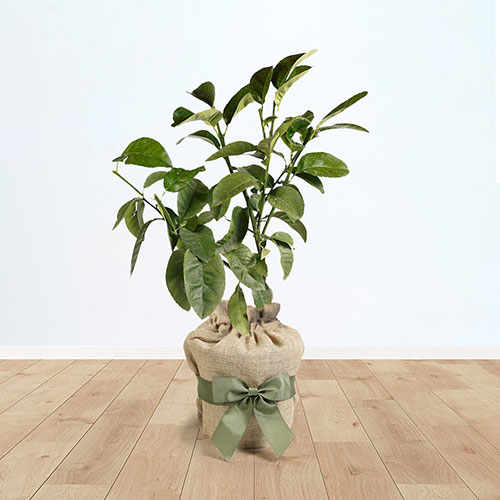 Citrus Grapefruit Fruit Tree Gift Wrapped