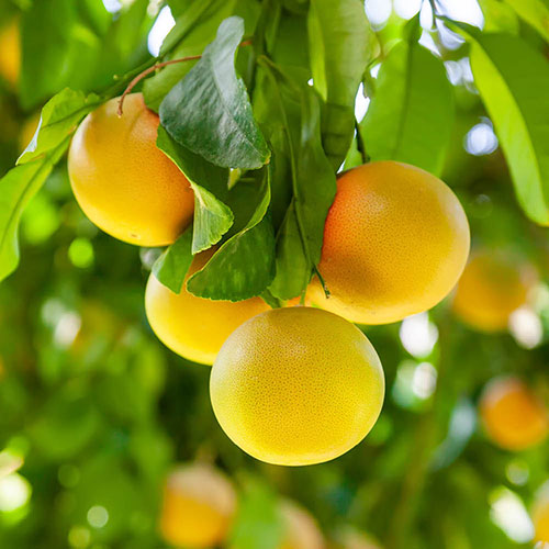 Citrus Grapefruit Fruit Tree Gift Wrapped Citrus Grapefruit Fruit Tree Gift Wrapped