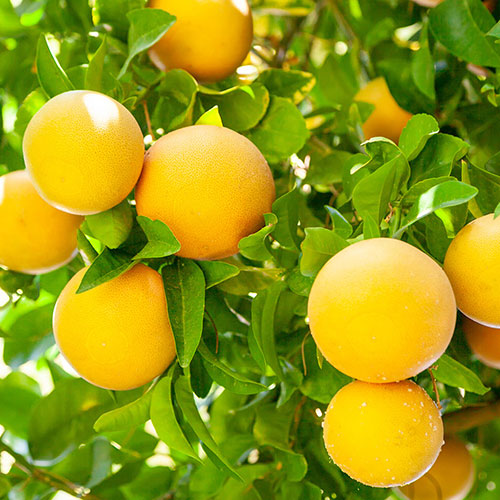 Citrus Grapefruit Fruit Tree Gift Wrapped Citrus Grapefruit Fruit Tree Gift Wrapped