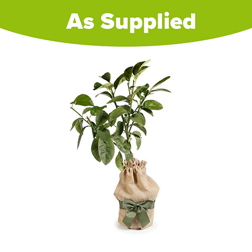 Citrus Grapefruit Fruit Tree Gift Wrapped Citrus Grapefruit Fruit Tree Gift Wrapped