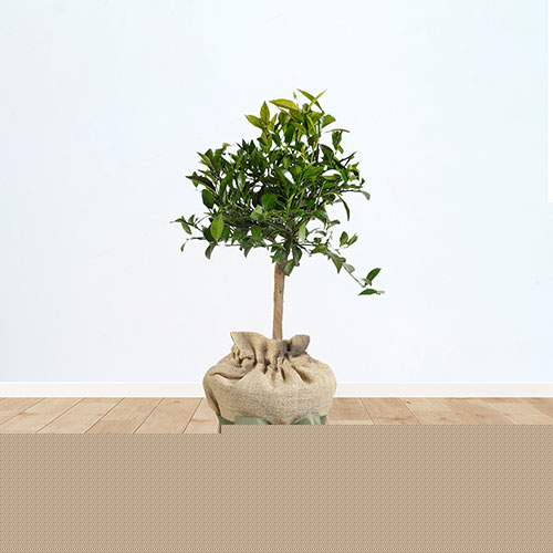 Citrus Mandarin Fruit Tree Gift Wrapped