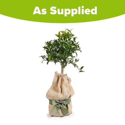 Citrus Mandarin Fruit Tree Gift Wrapped Citrus Mandarin Fruit Tree Gift Wrapped