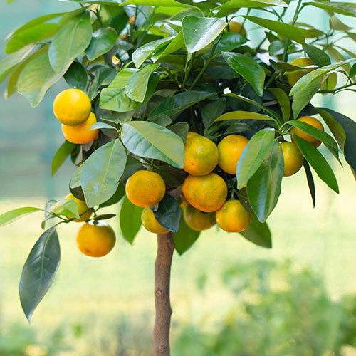 Citrus Calamondin Orange Tree with Fruits Citrus Calamondin Orange Tree with Fruits