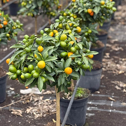 Citrus Calamondin Orange Tree with Fruits Citrus Calamondin Orange Tree with Fruits