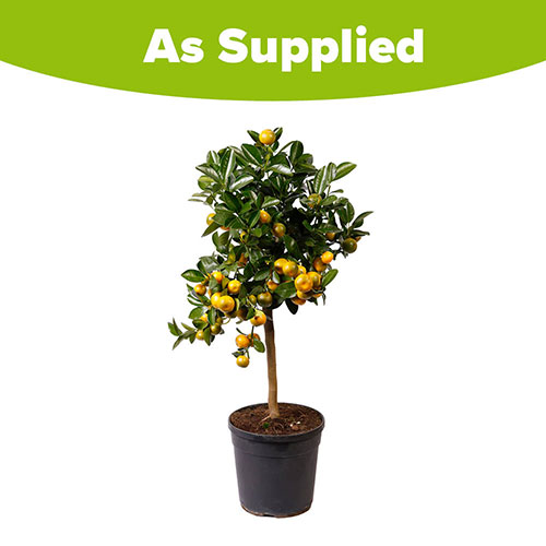Citrus Calamondin Orange Tree with Fruits Citrus Calamondin Orange Tree with Fruits