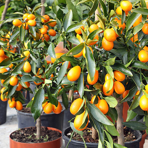 Citrus Kumquat Tree with Fruits Citrus Kumquat Tree with Fruits