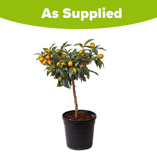 Citrus Kumquat Tree with Fruits Citrus Kumquat Tree with Fruits