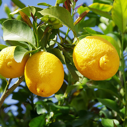 Citrus Lemon Tree with Fruit