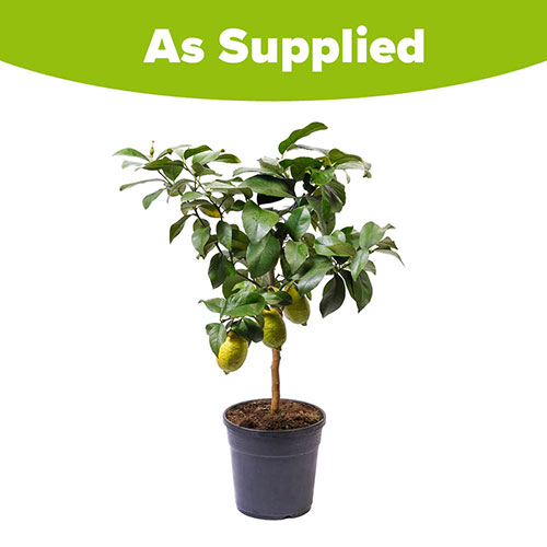 Citrus Lemon Tree with Fruit Citrus Lemon Tree with Fruit