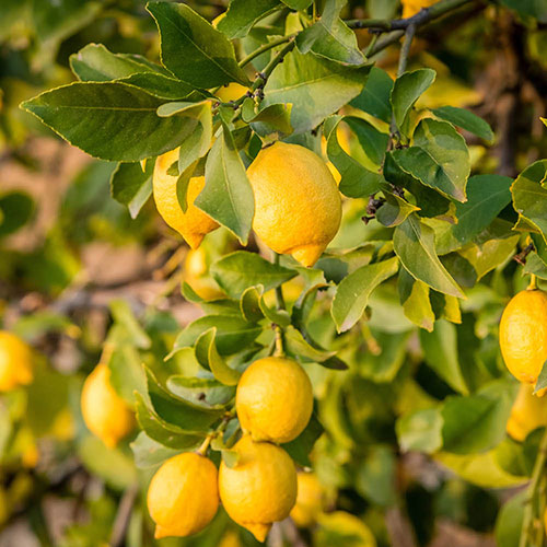 Citrus Lemon Tree Citrus Lemon Tree