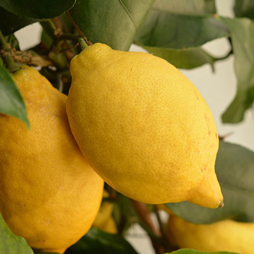 Citrus Lemon Tree Citrus Lemon Tree