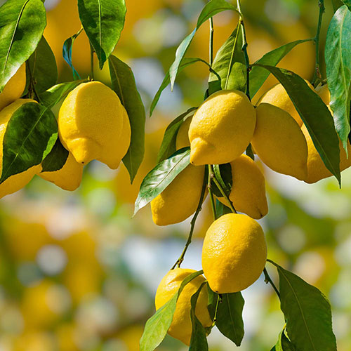 Citrus Lemon Tree Citrus Lemon Tree