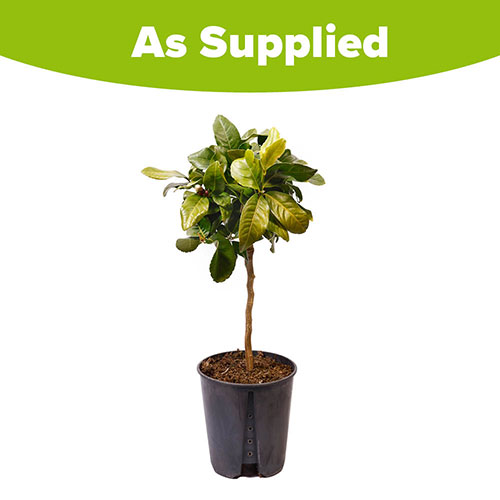 Citrus Lemon Tree Citrus Lemon Tree