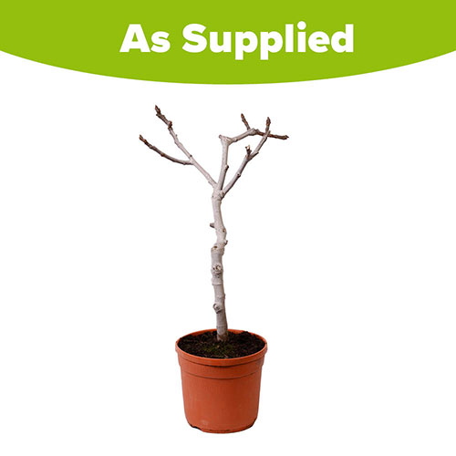 Sicilian Fig Mini Standard Sicilian Fig Mini Standard