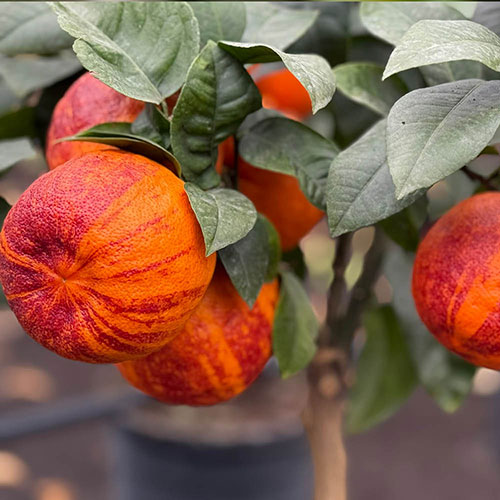 Citrus Rainbow Orange Tree with Fruit Citrus Rainbow Orange Tree with Fruit