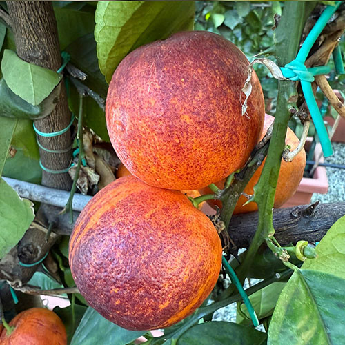 Citrus Rainbow Orange Tree with Fruit Citrus Rainbow Orange Tree with Fruit