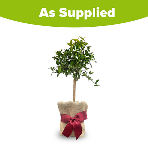 Christmas Gift Wrapped Citrus Mandarin Tree Christmas Gift Wrapped Citrus Mandarin Tree