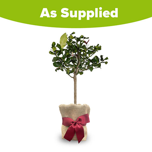Christmas Gift Wrapped Citrus Lemon Tree Christmas Gift Wrapped Citrus Lemon Tree