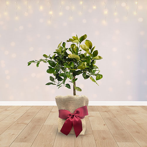 Christmas Gift Wrapped Citrus Orange Tree