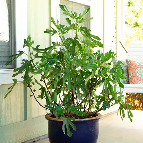 Ficus Little Miss Figgy Ficus Little Miss Figgy