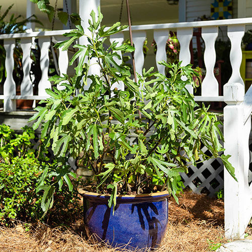 Ficus Little Miss Figgy Ficus Little Miss Figgy