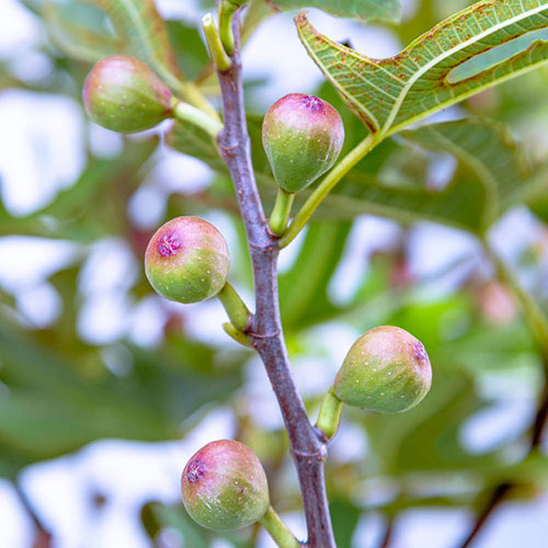 Ficus Little Miss Figgy Ficus Little Miss Figgy