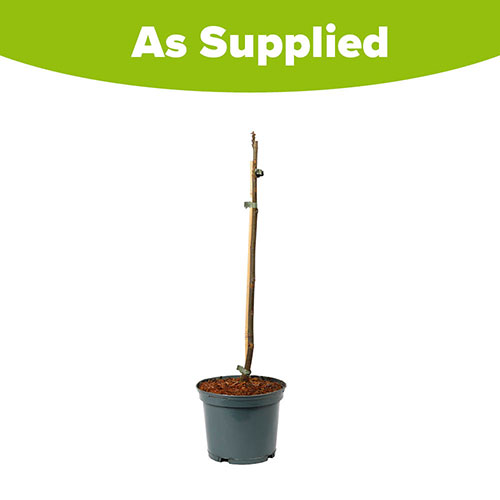 Ficus Little Miss Figgy Ficus Little Miss Figgy