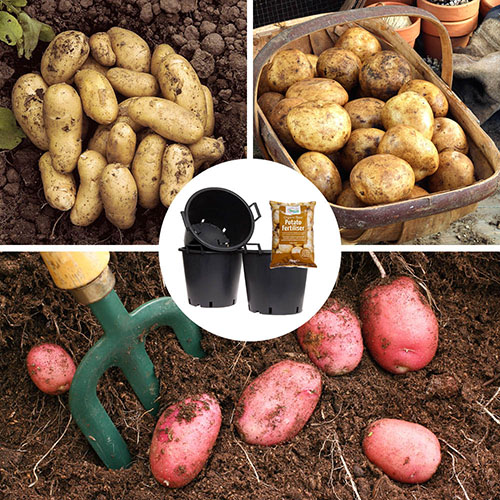 Complete Patio Potato Growing Selection