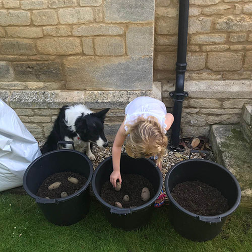 Complete Patio Potato Growing Selection Complete Patio Potato Growing Selection