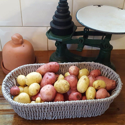 Complete Patio Potato Growing Selection Complete Patio Potato Growing Selection