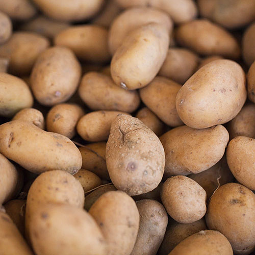 Seed Potato Charlotte - 6 Pack Seed Potato Charlotte - 6 Pack