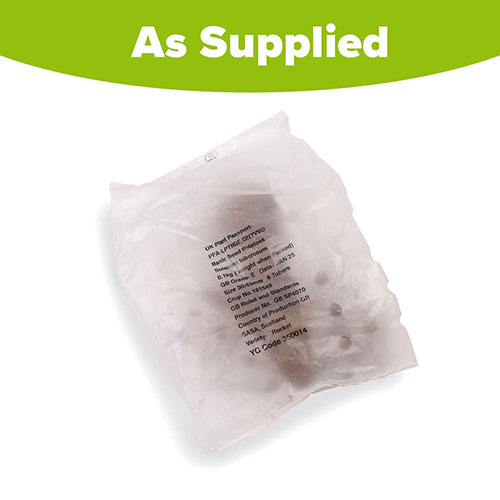 Seed Potato Rocket Tubers Seed Potato Rocket Tubers