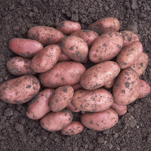 Seed Potato Desiree - Pack of 6 Tubers Seed Potato Desiree - Pack of 6 Tubers