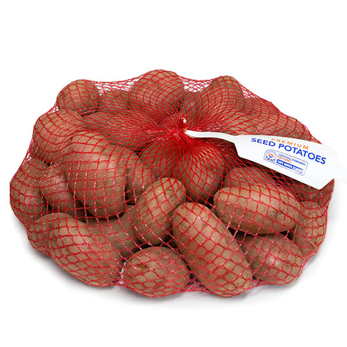 Seed Potato Desiree Seed Potato Desiree