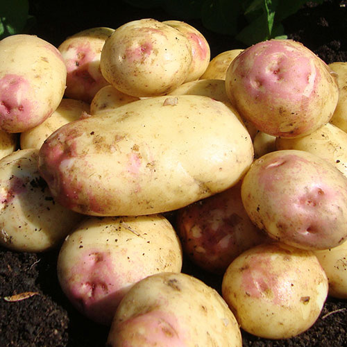 Seed Potato King Edward