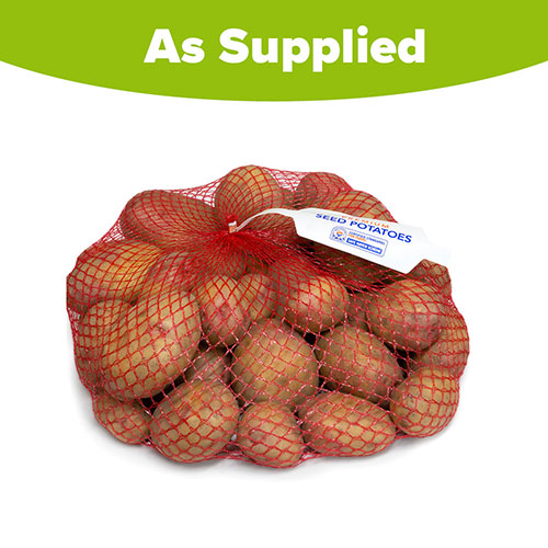 Seed Potato King Edward Seed Potato King Edward