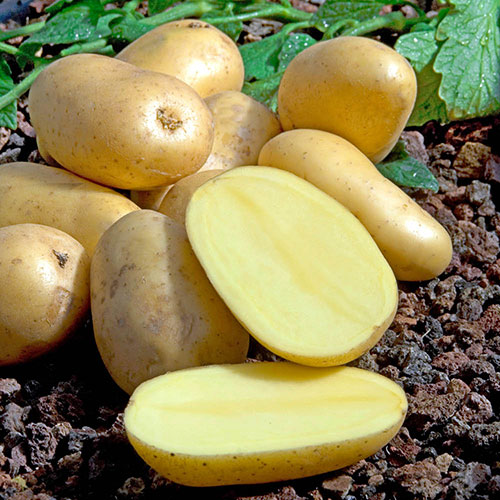 Patio Potato Pack Patio Potato Pack