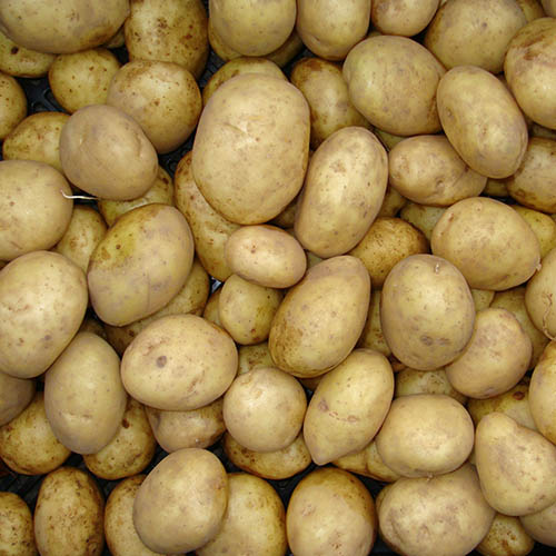 Seed Potato Maris Piper Seed Potato Maris Piper