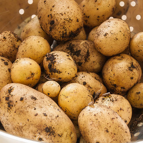 Seed Potato Maris Piper Seed Potato Maris Piper