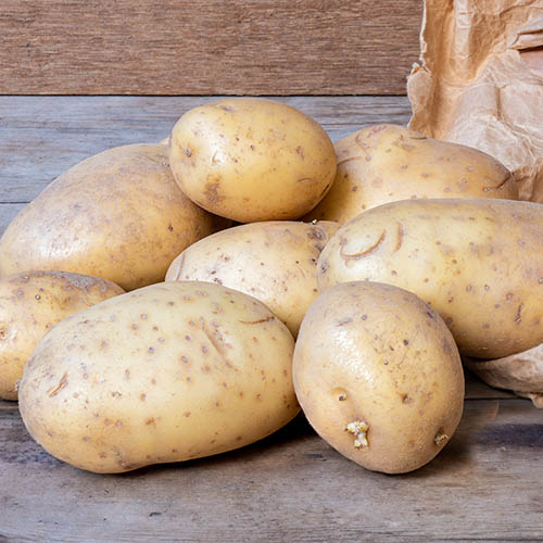 Seed Potato Maris Piper Seed Potato Maris Piper