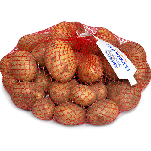 Seed Potato Maris Piper Seed Potato Maris Piper
