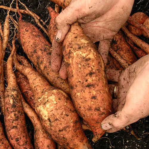 Sweet Potato Ipomoea Erato Orange Sweet Potato Ipomoea Erato Orange