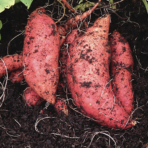 Sweet Potato Ipomoea Erato Orange Sweet Potato Ipomoea Erato Orange