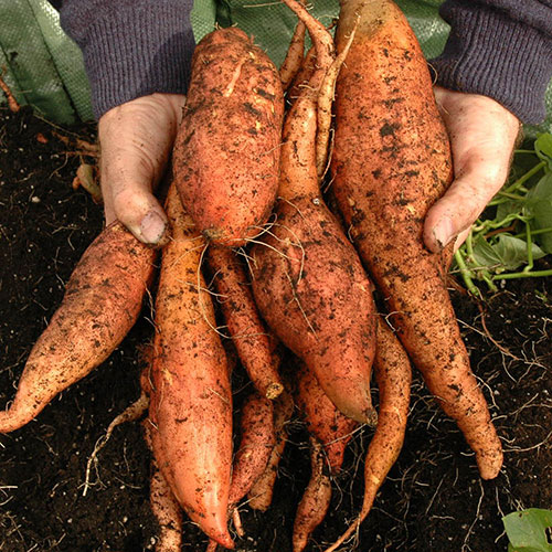Sweet Potato Ipomoea Erato Orange Sweet Potato Ipomoea Erato Orange