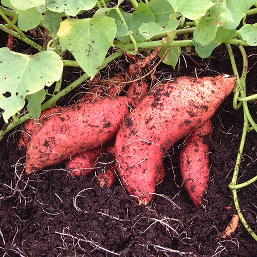 Sweet Potato Ipomoea Erato Orange Sweet Potato Ipomoea Erato Orange