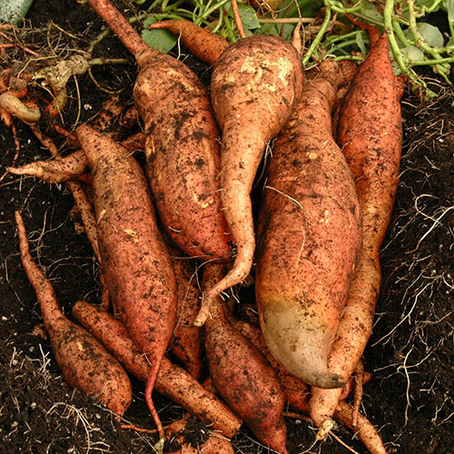 Sweet Potato Ipomoea Erato Orange Sweet Potato Ipomoea Erato Orange