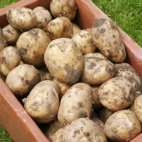 Early Seed Potato Rocket Early Seed Potato Rocket