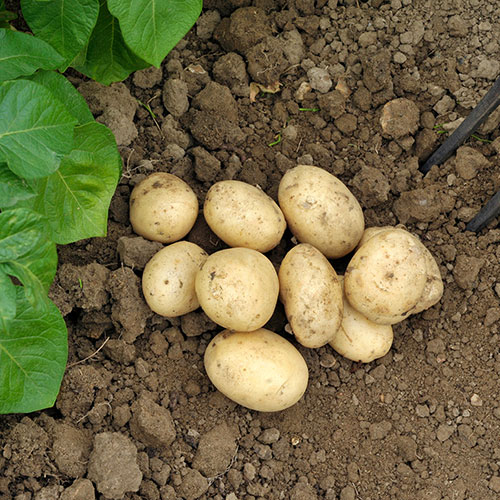 Early Seed Potato Rocket Early Seed Potato Rocket